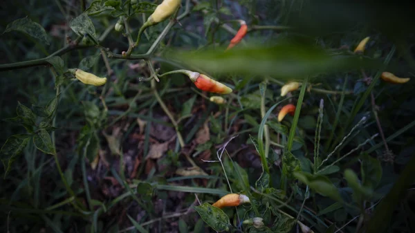 Coltivazione di peperoncino, uno di agricoltura con un buon valore commerciale. Sembra fertile con la massima cura — Foto Stock