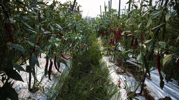 辣椒种植,具有良好的商业价值的农业之一. 看起来很有生育能力 — 图库照片
