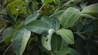 Taze yapraklı yerfıstığı bitkileri. İyi bakım daha çok mahsul verir.