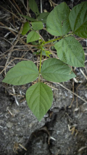 Folhas de feijão verde ou comumente chamado Vigna radiata, uma das plantas com alto teor de proteína vegetal — Fotografia de Stock