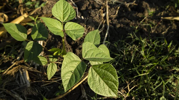 Daun kacang hijau atau biasa disebut Vigna radiata, salah satu tanaman dengan kandungan protein sayuran tinggi — Stok Foto