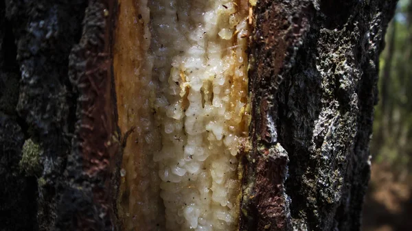 A seiva de pinheiro é o principal ingrediente na fabricação de terebintina e outros produtos químicos — Fotografia de Stock