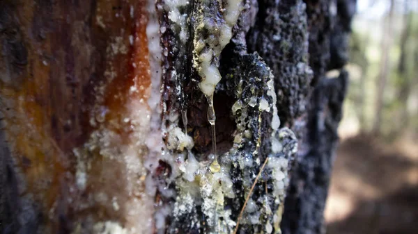 A seiva de pinheiro é o principal ingrediente na fabricação de terebintina e outros produtos químicos — Fotografia de Stock