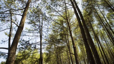 Çeşitli arka planlara sahip sıra sıra çam ağaçları. duvar kağıtlarında ve diğerlerinde kullanmak için uygun resimler
