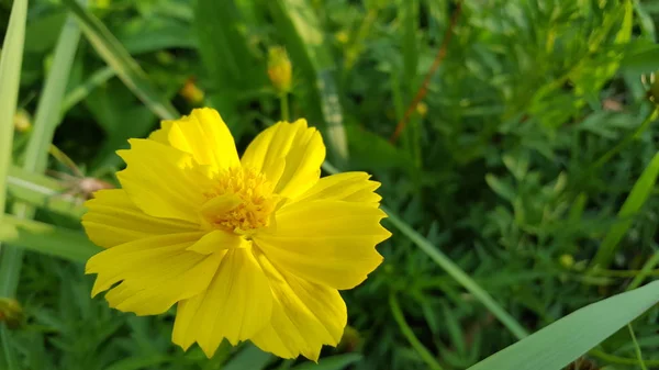 Квіти каудату космосу красиво-жовті, ростуть у дикій природі. Зображення підходить для використання як шпалери або графічний ресурс — стокове фото