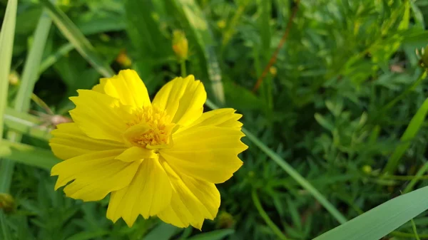 Cosmos caudatus flores son hermosas de color amarillo, crecen en la naturaleza. La imagen es adecuada para ser utilizada como fondo de pantalla o recurso gráfico —  Fotos de Stock