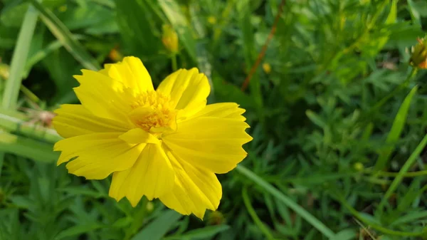 Cosmos caudatus flores son hermosas de color amarillo, crecen en la naturaleza. La imagen es adecuada para ser utilizada como fondo de pantalla o recurso gráfico —  Fotos de Stock