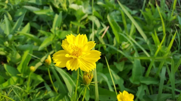 Цветки каудауса красиво желтые, растут в дикой природе. Изображение подходит для использования в качестве обоев или графического ресурса — стоковое фото