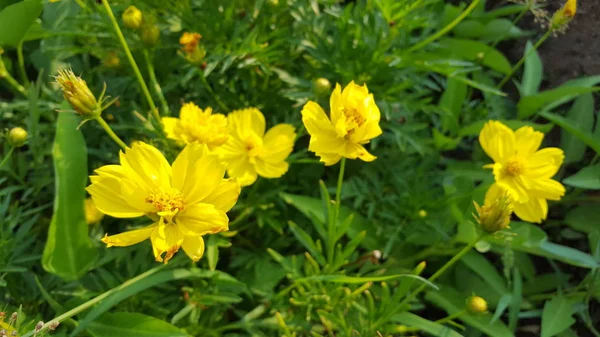 Cosmos caudatus Blüten sind schön gelb, wachsen in freier Wildbahn. das Bild eignet sich als Hintergrundbild oder grafische Ressource — Stockfoto