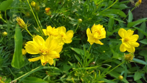 우주의 꽃들은 아름다운 노란색을 띄며, 야생에서 자랍니다. 이미 지는 벽지나 그래픽 자료로 사용하기에 적합하다 — 스톡 사진