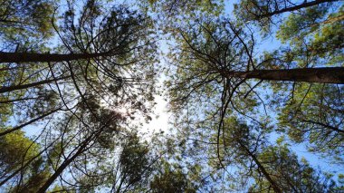 Çeşitli arka planlara sahip sıra sıra çam ağaçları. duvar kağıtlarında ve diğerlerinde kullanmak için uygun resimler