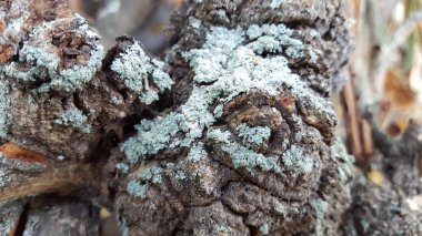 Tropikal ahşap kabuk dokusu, arkaplan resimleri ve grafik çekiliş için uygun