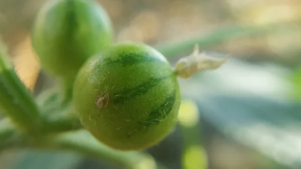 Makro bunga semangka dengan semangka muda. Semangka yang tumbuh di lapangan, dengan daun dan bunga . — Stok Foto