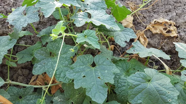 Wassermelonenblätter mit Naturfaser, geeignet als Unterrichtsmaterial — Stockfoto