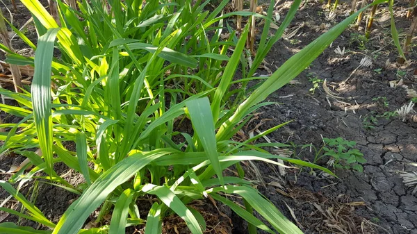 Pennisetum purpureum je velká, vysoce výživná tráva, která se obvykle používá jako krmivo. Další varianta s názvem Odot v Indonésii — Stock fotografie