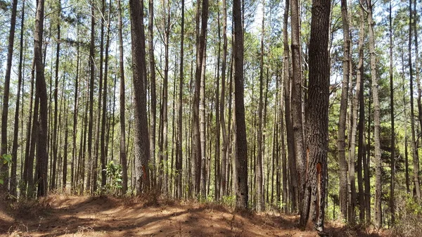 Fileiras de pinheiros com vários fundos. imagens adequadas para uso em papéis de parede e outros — Fotografia de Stock