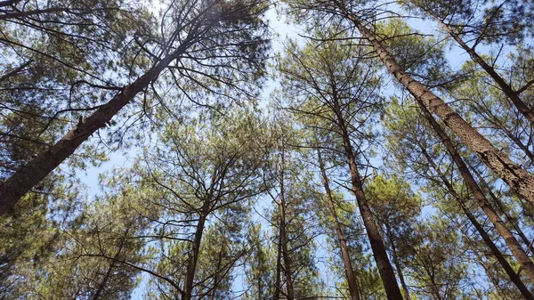 Rows of pine trees with various backgrounds. images suitable for use in wallpapers and others — Stock Photo, Image