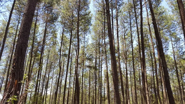 Rows of pine trees with various backgrounds. images suitable for use in wallpapers and others — Stock Photo, Image