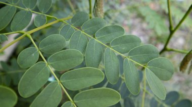 Kıllı kepek şampuanı malzemesi olarak beyaz arka planda izole edilmiş, kaşıntılı, pürüzlü ve tahriş olmuş kafa derisini ve kuru derisini yatıştırmak için bir oleifera yaprağı ya da but yaprağı kullanılır ve bir şifalı bitkidir.
