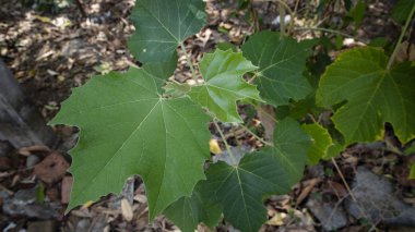 Eğitici ve arka plan materyali olarak kullanılmak üzere doğal dokuya sahip çeşitli yeşil yapraklar