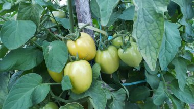 Güzel bir serada yetiştirilen domates. Bahçe domates fotoğraf kopya alanı ile. Sığ derinlik-in tarla