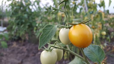 Güzel bir serada yetiştirilen domates. Bahçe domates fotoğraf kopya alanı ile. Sığ derinlik-in tarla