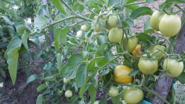 Güzel bir serada yetiştirilen domates. Bahçe domates fotoğraf kopya alanı ile. Sığ derinlik-in tarla
