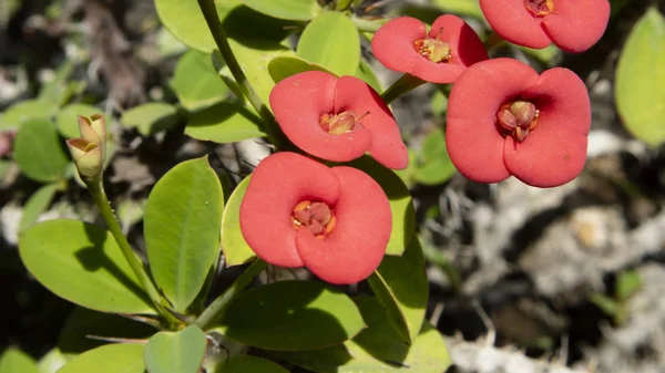 Euphorbia Milii, uno dei bellissimi fiori rossi con molte spine — Foto Stock