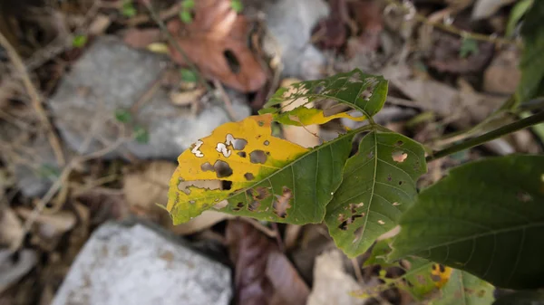 Mevsime giren bir yaprak değişir, bazıları sarı görünür ve kurumaya başlar. — Stok fotoğraf
