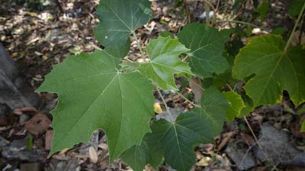 Eğitici ve arka plan materyali olarak kullanılmak üzere doğal dokuya sahip çeşitli yeşil yapraklar