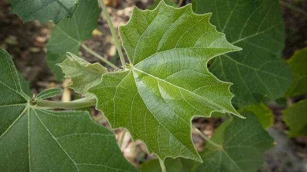 Várias folhas verdes com uma textura natural, adequado para uso como materiais educacionais e de fundo — Fotografia de Stock