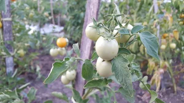 Tomat yang indah tumbuh di rumah kaca. Berkebun foto tomat dengan ruang fotokopi. Kedalaman field yang dangkal — Stok Foto