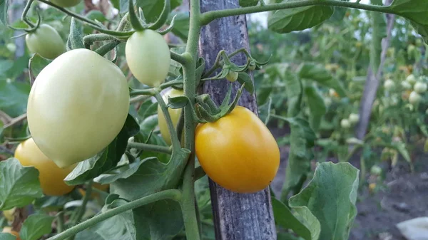 Tomat yang indah tumbuh di rumah kaca. Berkebun foto tomat dengan ruang fotokopi. Kedalaman field yang dangkal — Stok Foto