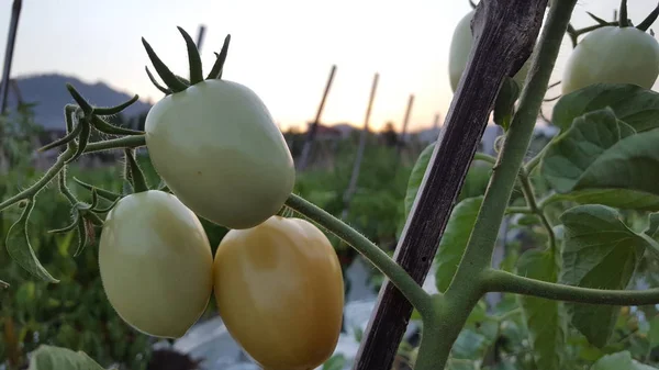 Hermosos tomates cultivados en un invernadero. Fotografía de tomate de jardinería con espacio para copiar. Profundidad superficial del campo —  Fotos de Stock