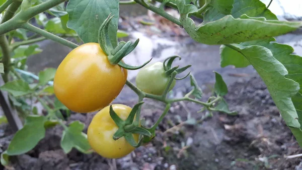 Tomat yang indah tumbuh di rumah kaca. Berkebun foto tomat dengan ruang fotokopi. Kedalaman field yang dangkal — Stok Foto