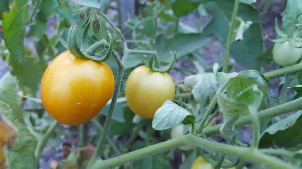 Hermosos tomates cultivados en un invernadero. Fotografía de tomate de jardinería con espacio para copiar. Profundidad superficial del campo — Foto de Stock