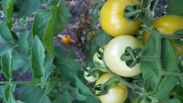 아름 다운 토마토는 온실에서 재배입니다. 뜰을 만드는 토마토 사진 복사 공간. 필드의 얕은 깊이 — 스톡 사진