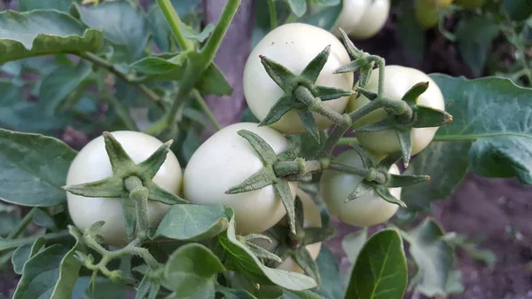 Prachtige tomaten geteeld in een kas. Tuinieren tomaat foto met kopie ruimte. Ondiepe scherptediepte — Stockfoto