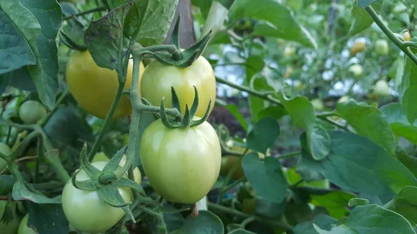 Tomat yang indah tumbuh di rumah kaca. Berkebun foto tomat dengan ruang fotokopi. Kedalaman field yang dangkal — Stok Foto