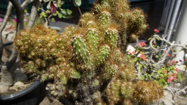 Acanthocereus tetragonus adalah spesies kaktus yang berasal dari Florida dan Lower Rio Grande Valley of Texas di Amerika Serikat, Meksiko, Amerika Tengah, Karibia, dan Amerika Selatan utara Stok Gambar