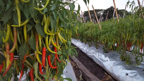 Chili termesztés, jó üzleti értékkel rendelkező mezőgazdaság. Maximális gondossággal termékenynek tűnik. — Stock Fotó