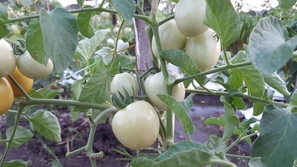 Güzel bir serada yetiştirilen domates. Bahçe domates fotoğraf kopya alanı ile. Sığ derinlik-in tarla — Stok fotoğraf