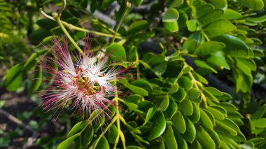 Pembe renkli güzel Samanea Saman çiçeği. Su deposu olan yağmur ağacı