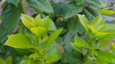 Yağmur mevsiminde doğal desenli yeşil yapraklar. Eğitici materyal ve arkaplan resimleri olarak kullanılabilir