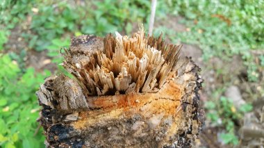 Bir ağacın gövdesi içinden geçen otların arasına düştü.