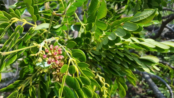 Bella Samanea Saman fiore con colore rosa. Albero della pioggia che è una fonte di stoccaggio dell'acqua — Foto Stock