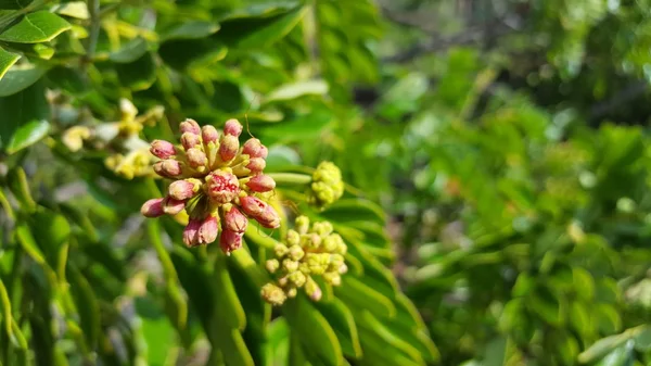 Bella Samanea Saman fiore con colore rosa. Albero della pioggia che è una fonte di stoccaggio dell'acqua — Foto Stock