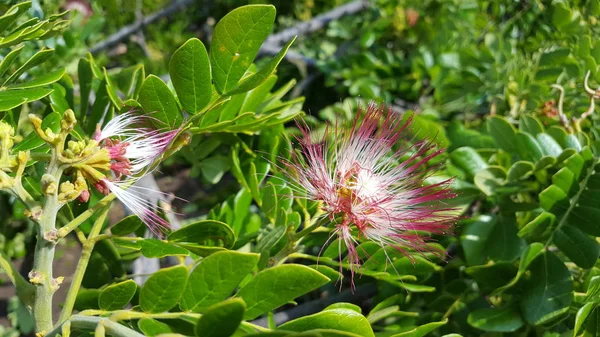 Bella Samanea Saman fiore con colore rosa. Albero della pioggia che è una fonte di stoccaggio dell'acqua — Foto Stock