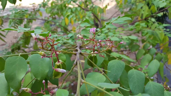 Sternfrucht-Karambolenblüte auf Sternapfelfrucht (Sternfrucht) Garten — Stockfoto