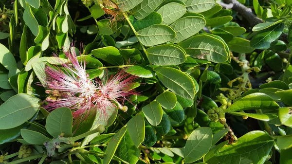 Bella Samanea Saman fiore con colore rosa. Albero della pioggia che è una fonte di stoccaggio dell'acqua — Foto Stock